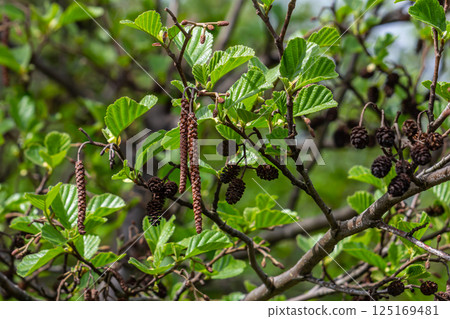 Green and brown alder cones, alder catkins and green leaves 125169481