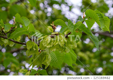 Close-up shot of the samara samarae of the Wych or Scots elm Ulmus glabra on the branches among green leaves in early spring Close-up shot of the samara samarae of the Wych or Scots elm Ulmus glabra on the branches among green leaves in early spring 125169482