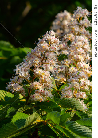 Aesculus hippocastanum is a large tree. Its inflorescences are a source of nectar for bees and insects, and are used as an ingredient in traditional medicine 125169485