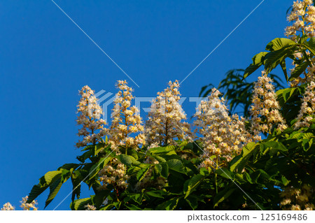 Aesculus hippocastanum is a large tree. Its inflorescences are a source of nectar for bees and insects, and are used as an ingredient in traditional medicine Aesculus hippocastanum is a large tree. Its inflorescences are a source of nectar for bees and insects, and are used as an ingredient in traditional medicine 125169486
