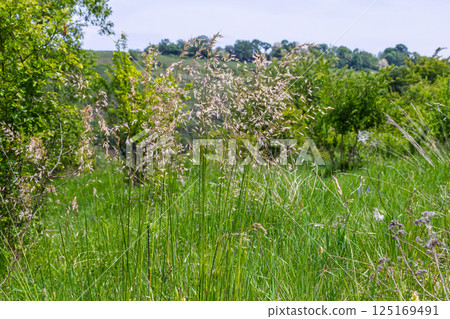 Calamagrostis arundinacea is a species of bunch grass in the family Poaceae, native to Eurasia, China and India. closeup of weeds of tropical mountains. Wild grass wallpaper. Weeds. nature grass Calamagrostis arundinacea is a species of bunch grass in the family Poaceae, native to Eurasia, China and India. closeup of weeds of tropical mountains. Wild grass wallpaper. Weeds. nature grass 125169491