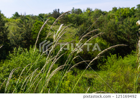 In the meadow among wild grasses in the pasture grows Poa 125169492