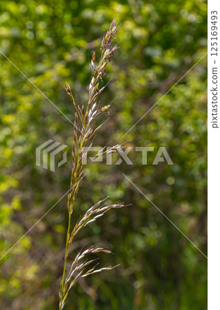 Poa trivialis rough bluegrass, rough-stalked meadow-grass or rough meadow-grass, is perennial plant regarded in US as ornamental plant. It is part of grass family Poa trivialis rough bluegrass, rough-stalked meadow-grass or rough meadow-grass, is perennial plant regarded in US as ornamental plant. It is part of grass family 125169493