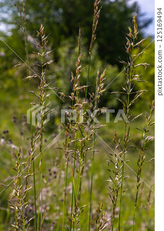 Mountain melick grass blooming in the wind 125169494