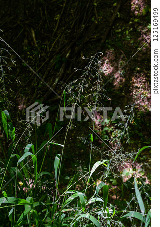 Calamagrostis arundinacea is a species of bunch grass in the family Poaceae, native to Eurasia, China and India. closeup of weeds of tropical mountains. Wild grass wallpaper. Weeds. nature grass Calamagrostis arundinacea is a species of bunch grass in the family Poaceae, native to Eurasia, China and India. closeup of weeds of tropical mountains. Wild grass wallpaper. Weeds. nature grass 125169499