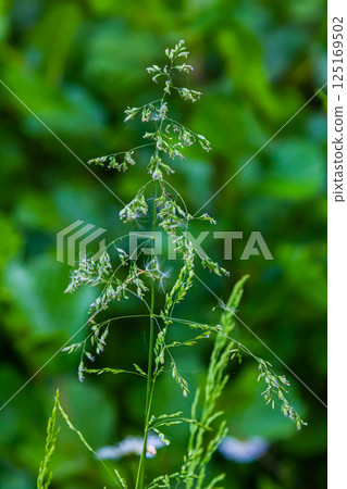 Calamagrostis arundinacea is a species of bunch grass in the family Poaceae, native to Eurasia, China and India. closeup of weeds of tropical mountains. Wild grass wallpaper. Weeds. nature grass 125169502