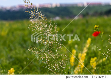 Calamagrostis arundinacea is a species of bunch grass in the family Poaceae, native to Eurasia, China and India. closeup of weeds of tropical mountains. Wild grass wallpaper. Weeds. nature grass 125169510