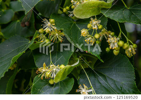 Linden, linden blossom with green leaves on a tree in summer Linden, linden blossom with green leaves on a tree in summer 125169520