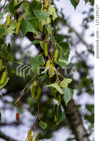 Summer background with a birch branch and earrings illuminated by the sun. Green birch leaves with dangling earrings Summer background with a birch branch and earrings illuminated by the sun. Green birch leaves with dangling earrings 125169527
