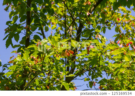 Maple Holly or maple sycamore or Maple platanolistny lat Acer platanoides a species of the genus Maple Acerfamily Sapindaceae Maple Holly or maple sycamore or Maple platanolistny lat Acer platanoides a species of the genus Maple Acerfamily Sapindaceae 125169534