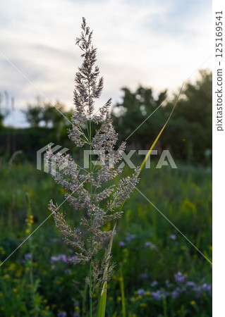 Calamagrostis arundinacea is a species of bunch grass in the family Poaceae, native to Eurasia, China and India. closeup of weeds of tropical mountains. Wild grass wallpaper. Weeds. nature grass 125169541