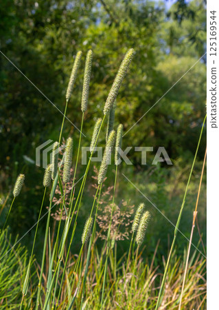 Valuable forage grass timothy Phleum pratense grows in the meadow 125169544