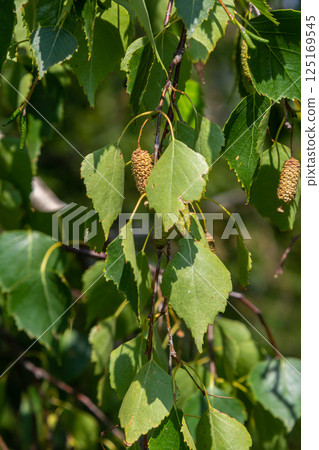 Detail of leafs and blossom of Betula pendula tree, silver birch Detail of leafs and blossom of Betula pendula tree, silver birch 125169545