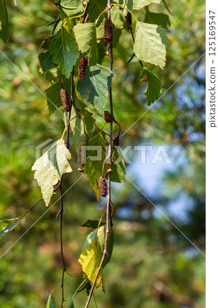 Summer background with a birch branch and earrings illuminated by the sun. Green birch leaves with dangling earrings Summer background with a birch branch and earrings illuminated by the sun. Green birch leaves with dangling earrings 125169547