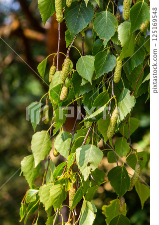 Detail of leafs and blossom of Betula pendula tree, silver birch 125169548