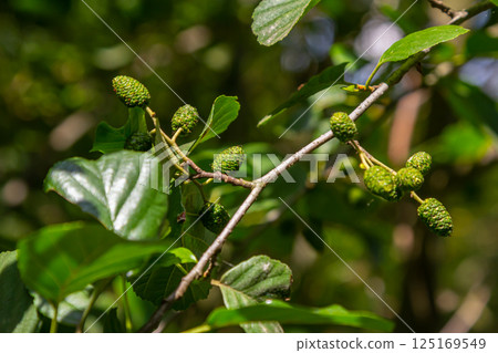 Green and brown alder cones, alder catkins and green leaves Green and brown alder cones, alder catkins and green leaves 125169549