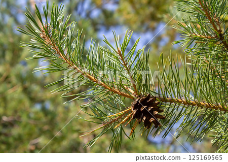 Pinus sylvestris branch with cones in natural environment Pinus sylvestris branch with cones in natural environment 125169565