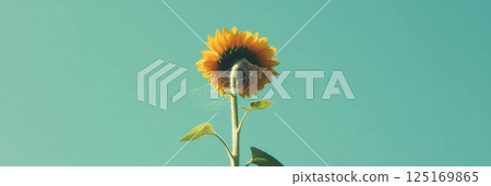 Solitary sunflower rises towards a clear blue sky, showcasing fine spider web strands glistening. 125169865