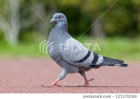 Rock pigeon walking in the park Rock pigeon walking in the park 125170269
