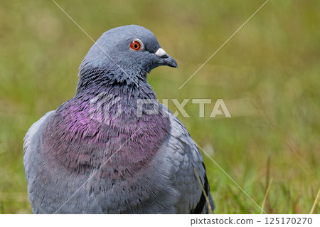 岩鴿,破產了 岩鴿,破產了 125170270