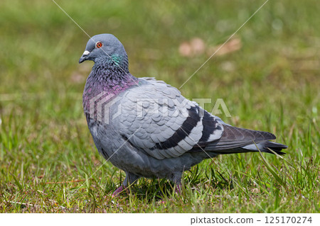 站在草地上的岩鴿 125170274