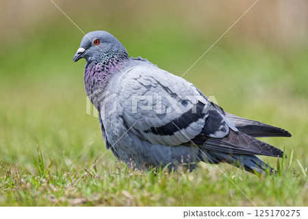 Rock pigeon basking in the sun on the grass 125170275