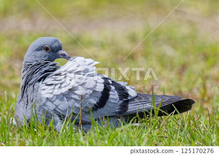 A rock pigeon crouching and preening its feathers A rock pigeon crouching and preening its feathers 125170276