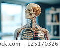 A detailed medical and anatomical concept depicting the human body, skull, brain, and skeleton. health, organ function, and medical examinations 125170326