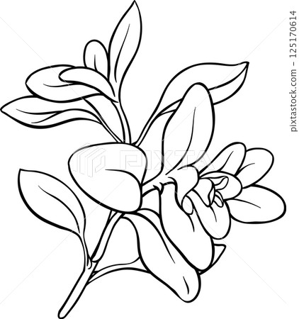 Marjoram Branch with Leaves Outline Illustration. Organic natural nutritional healthy food ingredient, vegetarian diet product. 125170614