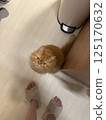 查尋所有者的貓 125170632