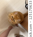 一隻乞討食物的貓 125170633