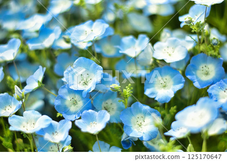 Nemophila 125170647