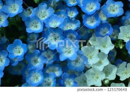 Nemophila 125170649