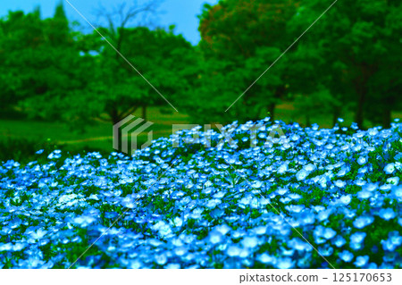 Nemophila Nemophila 125170653