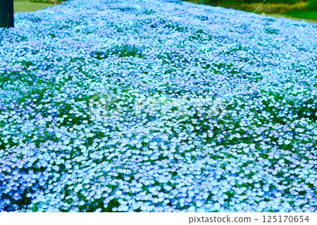 Nemophila 125170654