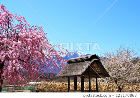 櫻花水車 125170868