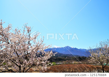 櫻花水車 櫻花水車 125170884