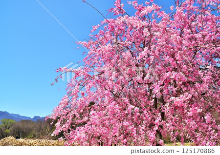櫻花水車 櫻花水車 125170886
