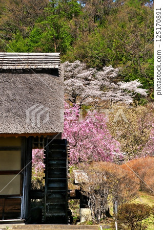 Sakura Watermill 125170891