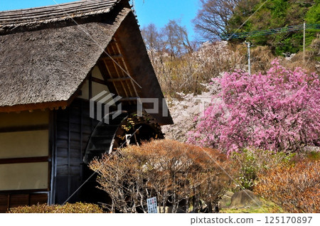 Sakura Watermill Sakura Watermill 125170897