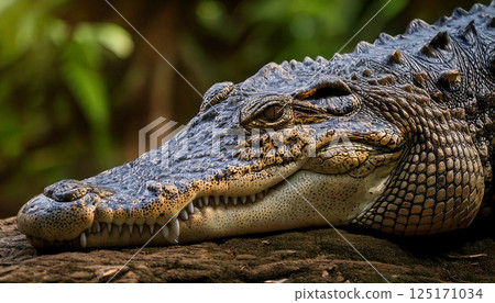 Close-up of a crocodile (AI-generated image) 125171034