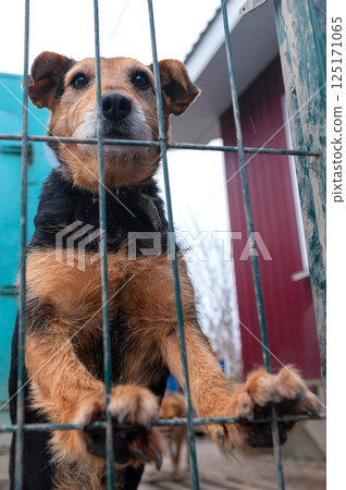 Dog in animal shelter. Homeless sad dog in a cage. 125171065