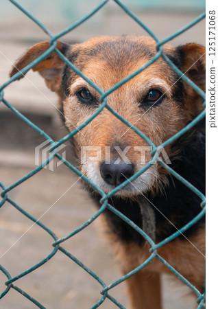 Dog in animal shelter. Homeless sad dog in a cage. Dog in animal shelter. Homeless sad dog in a cage. 125171068