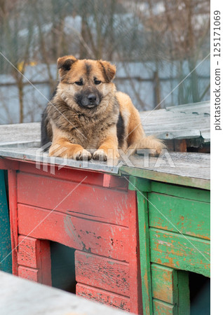 Dog in animal shelter. Homeless sad dog in a cage. Dog in animal shelter. Homeless sad dog in a cage. 125171069