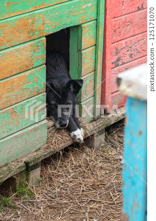 Dog in animal shelter. Homeless sad dog in kennel. Dog in animal shelter. Homeless sad dog in kennel. 125171070