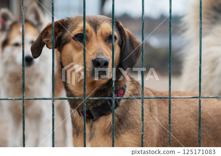 Dog in animal shelter. Homeless sad dog in a cage. 125171083