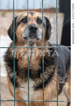Dog in animal shelter. Homeless sad dog in a cage. Dog in animal shelter. Homeless sad dog in a cage. 125171084
