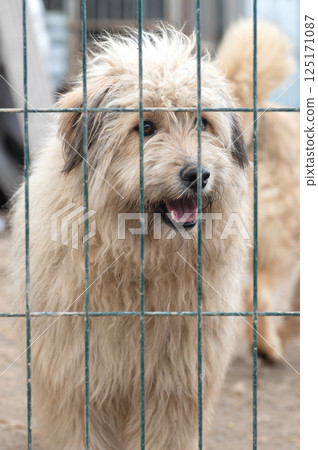Dog in animal shelter. Homeless sad dog in a cage. Dog in animal shelter. Homeless sad dog in a cage. 125171087