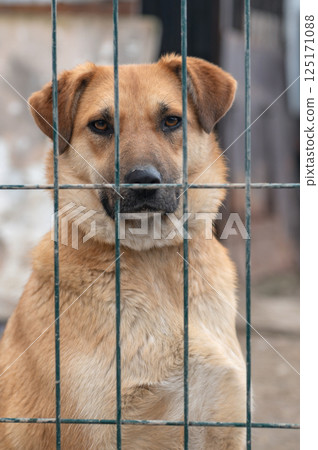 Dog in animal shelter. Homeless sad dog in a cage. Dog in animal shelter. Homeless sad dog in a cage. 125171088
