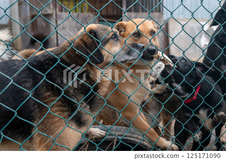Dog in animal shelter. Homeless sad dog in a cage. Dog in animal shelter. Homeless sad dog in a cage. 125171090